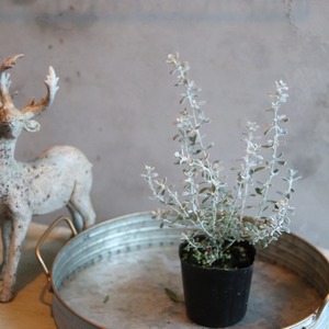 オレアリア　リトルスモーキー　シルバーリーフ　寄せ植えにオススメ　