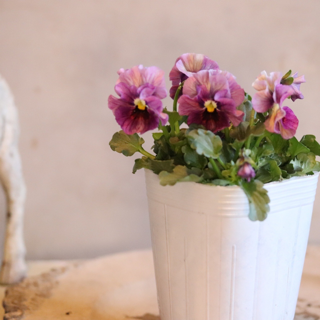 ビオラ　アイクルール　冬から春のお花　　丈夫で育てやすい　寄せ植えにオススメ　