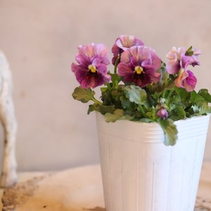 ビオラ　アイクルール　冬から春のお花　　丈夫で育てやすい　寄せ植えにオススメ　