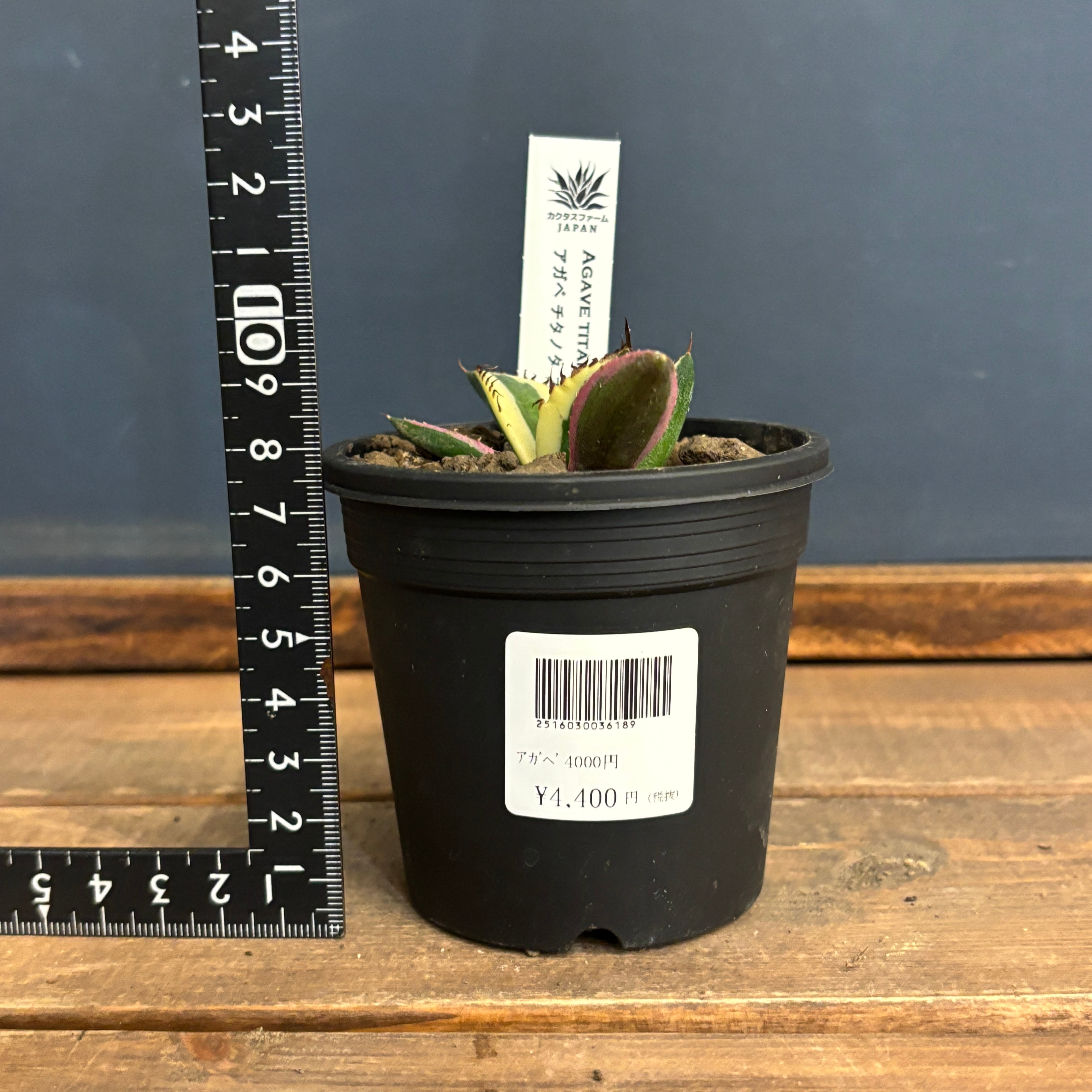 アガベチタノタ　スナグルトゥース　短葉 アガベ チタノタ スナグルトゥース【754】 | PROTOLEAF プロトリーフ