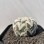 Astrophytum asterias arrow【アストロフィツム・スーパー兜アロー】