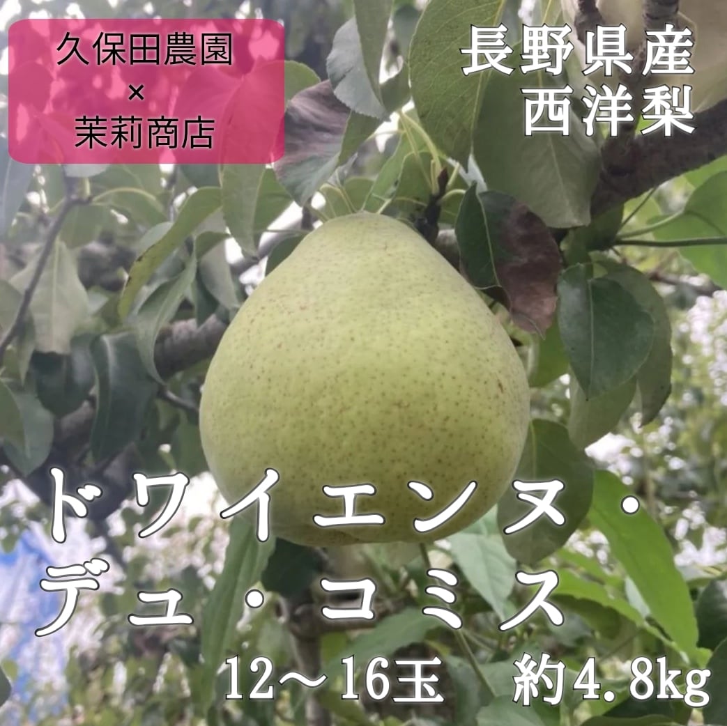 長野県産　業務用　※送料別　茉莉商店　予約：10月末出荷予定】幻の西洋梨　4.8kg　ドワイエンヌ・デュ・コミス　天皇の料理番が絶賛！