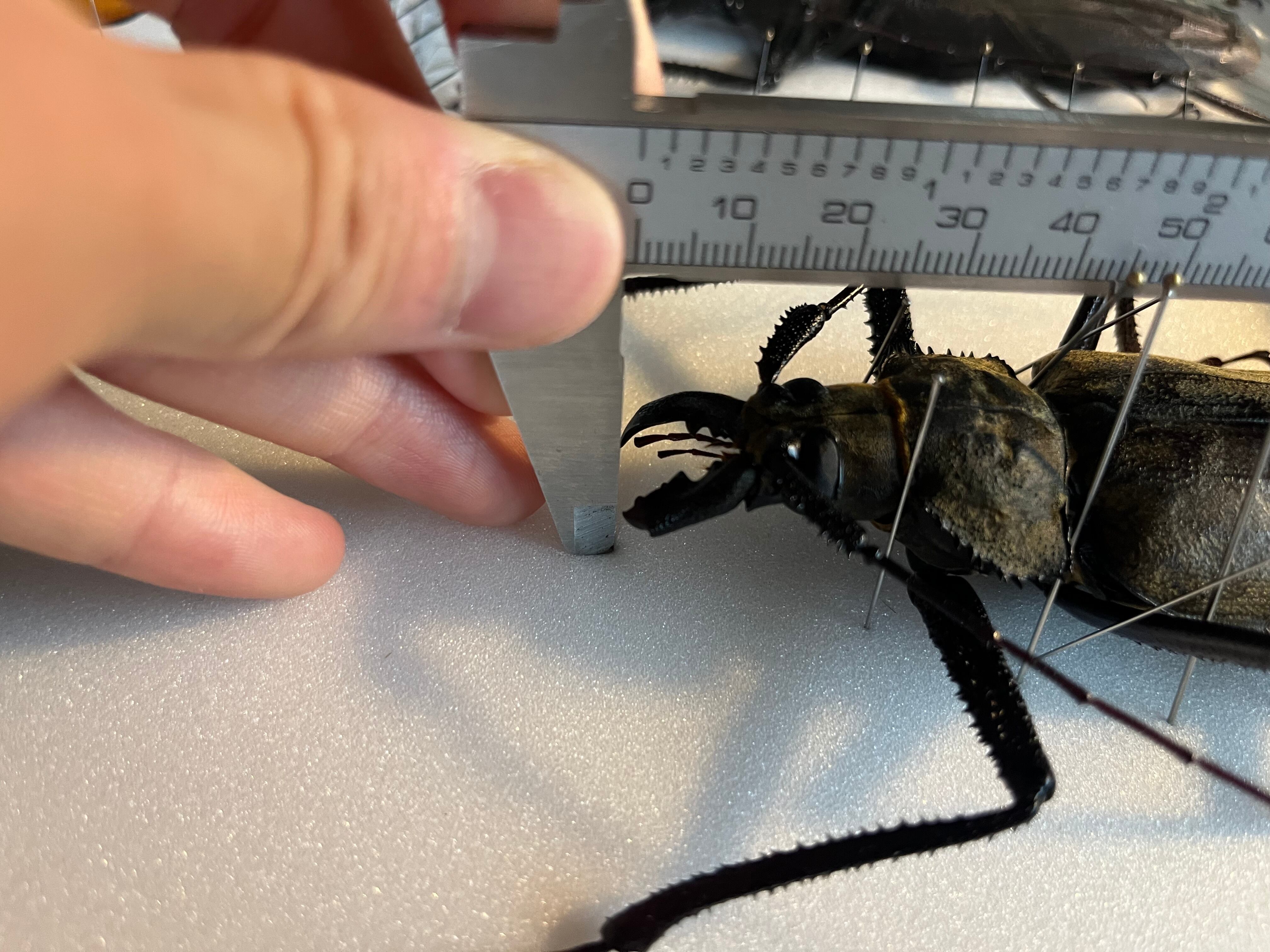 127mm】スジバネトゲフチオオウスバカミキリ ブルウスバカミキリ