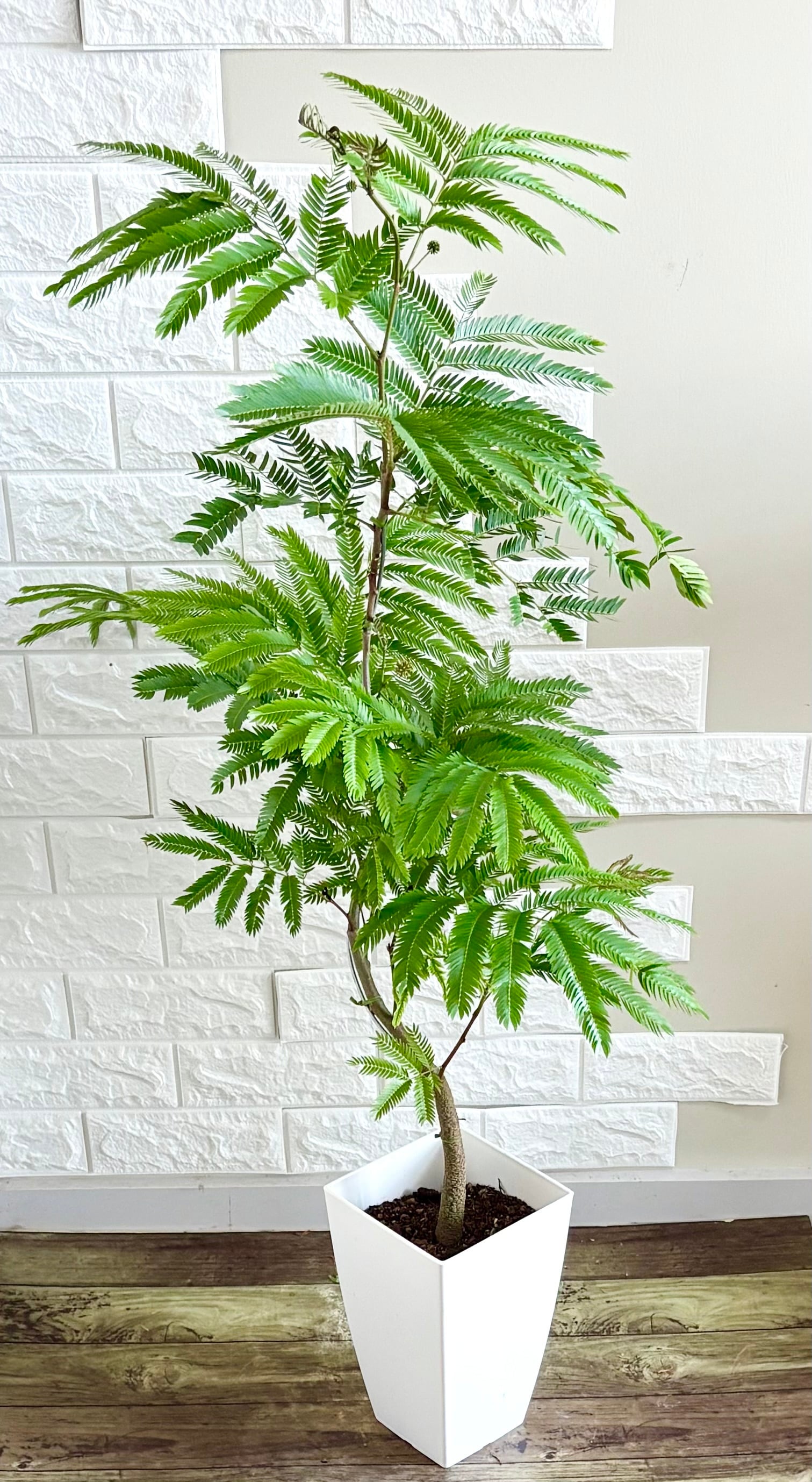 現品】エバーフレッシュ 螺旋状曲がり樹形 7号鉢 観葉植物 | 観葉植物