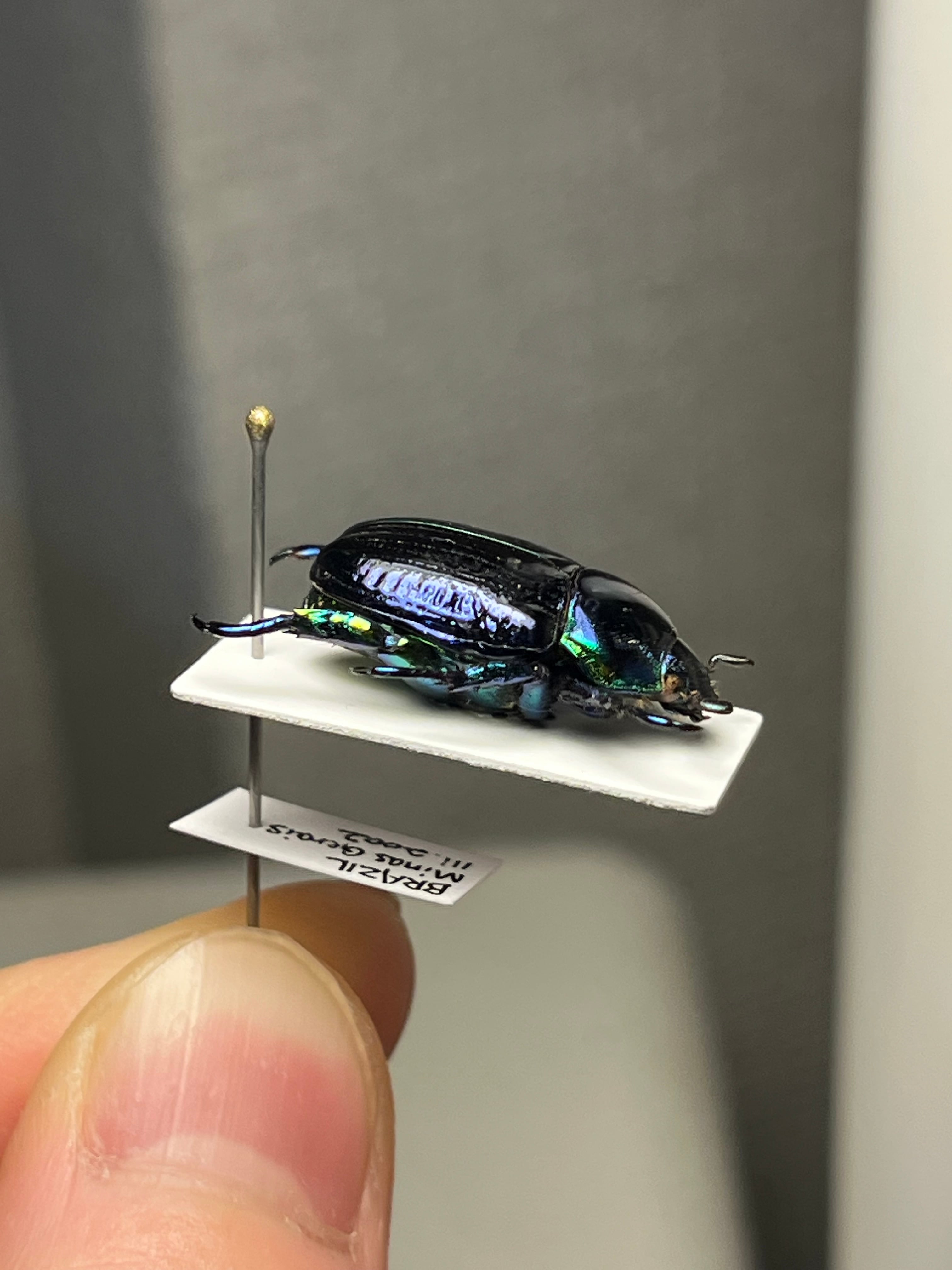 18mm】Pelidnota sumptuosa プラチナコガネ コガネムシ ハムシ