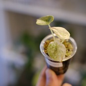 Alocasia cuprea varigated /アロカシア クプレア 斑入り②