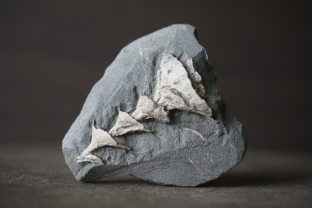 アルキメデス化石 Archimedes sp. 1590