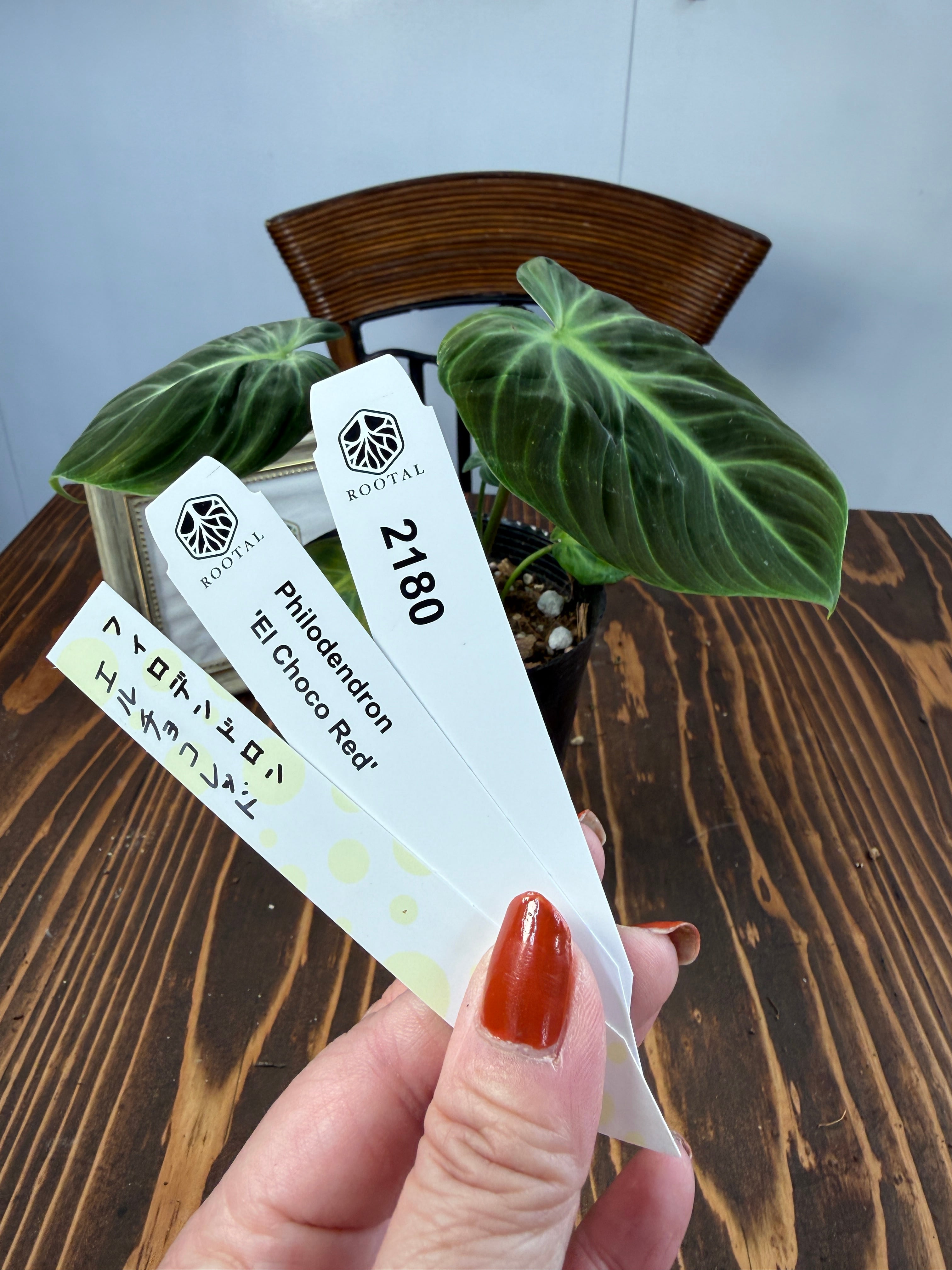★2180 フィロデンドロン エルチョコレッド(3.5号ポット)