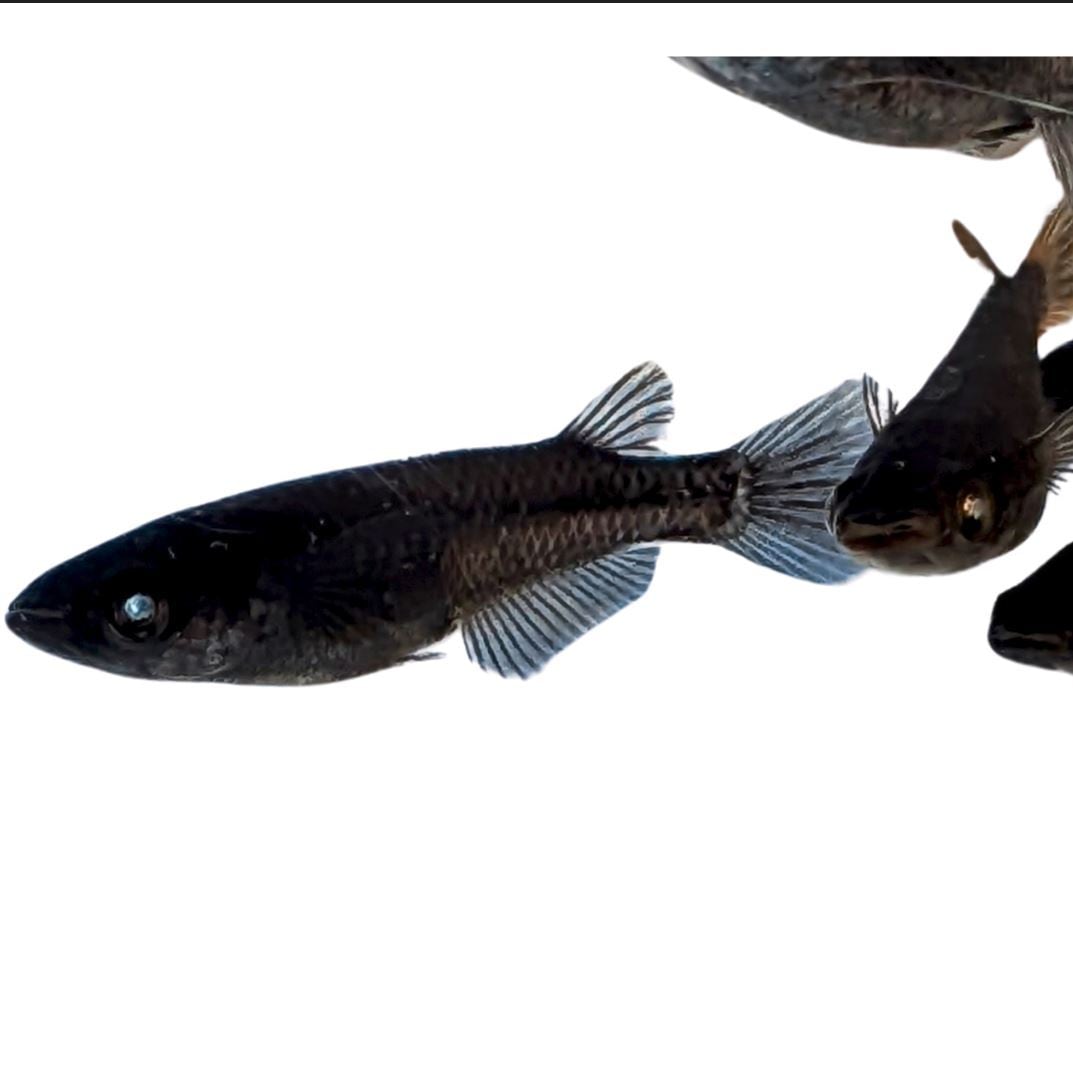 メダカ入 d839abfb644e49fe431cf134d72d4d