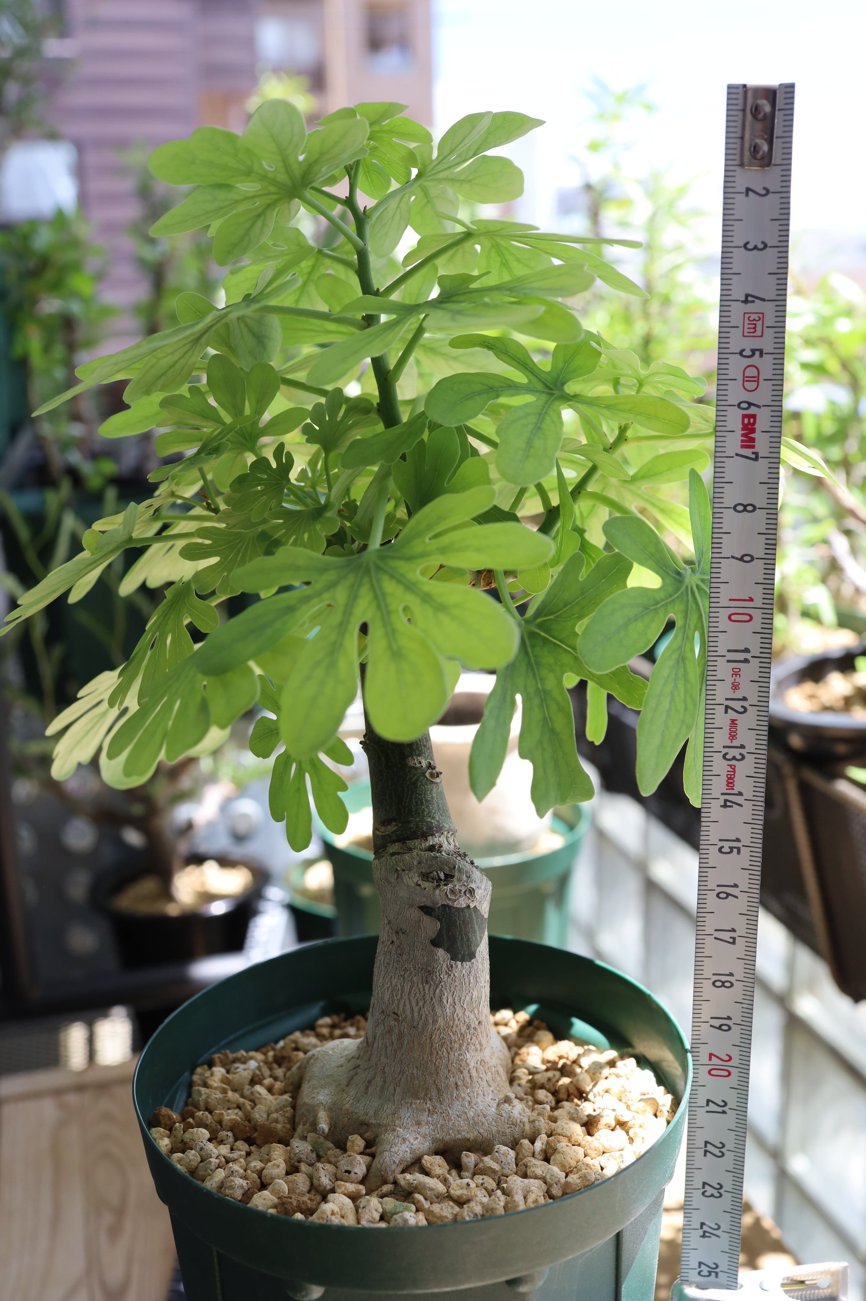 アデニア・グラウカ | adenia glauca | SAVVY PLANTS