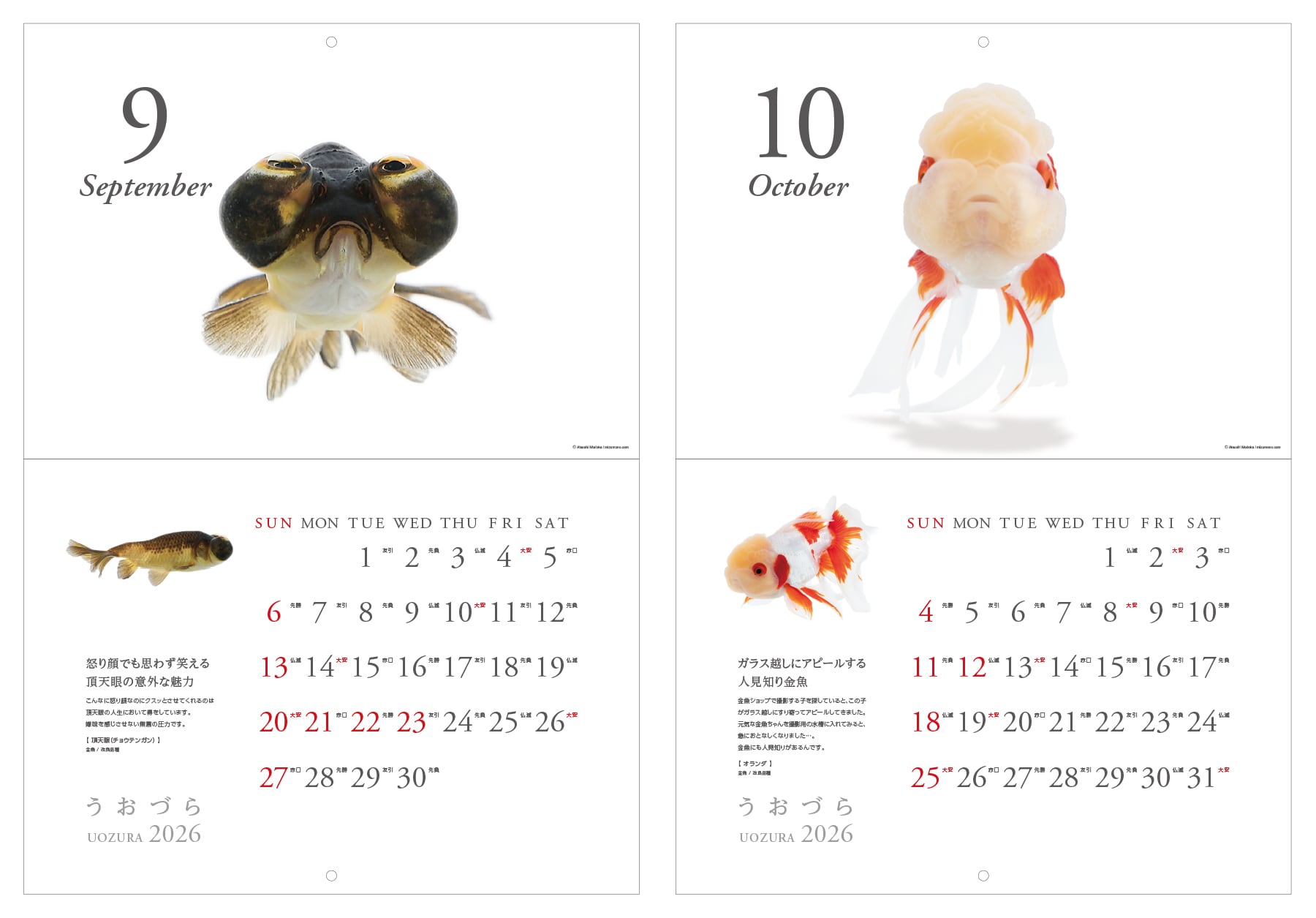うおづらカレンダー2026 金魚・熱帯魚 | みずものコム オンラインショップ