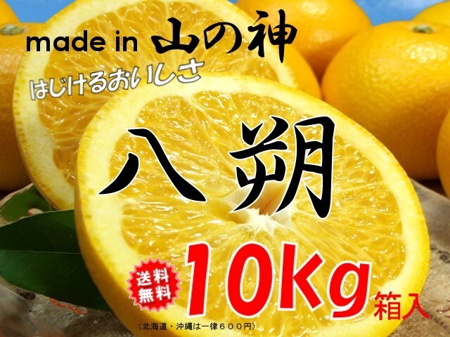 紀州はっさく　１０kg箱入