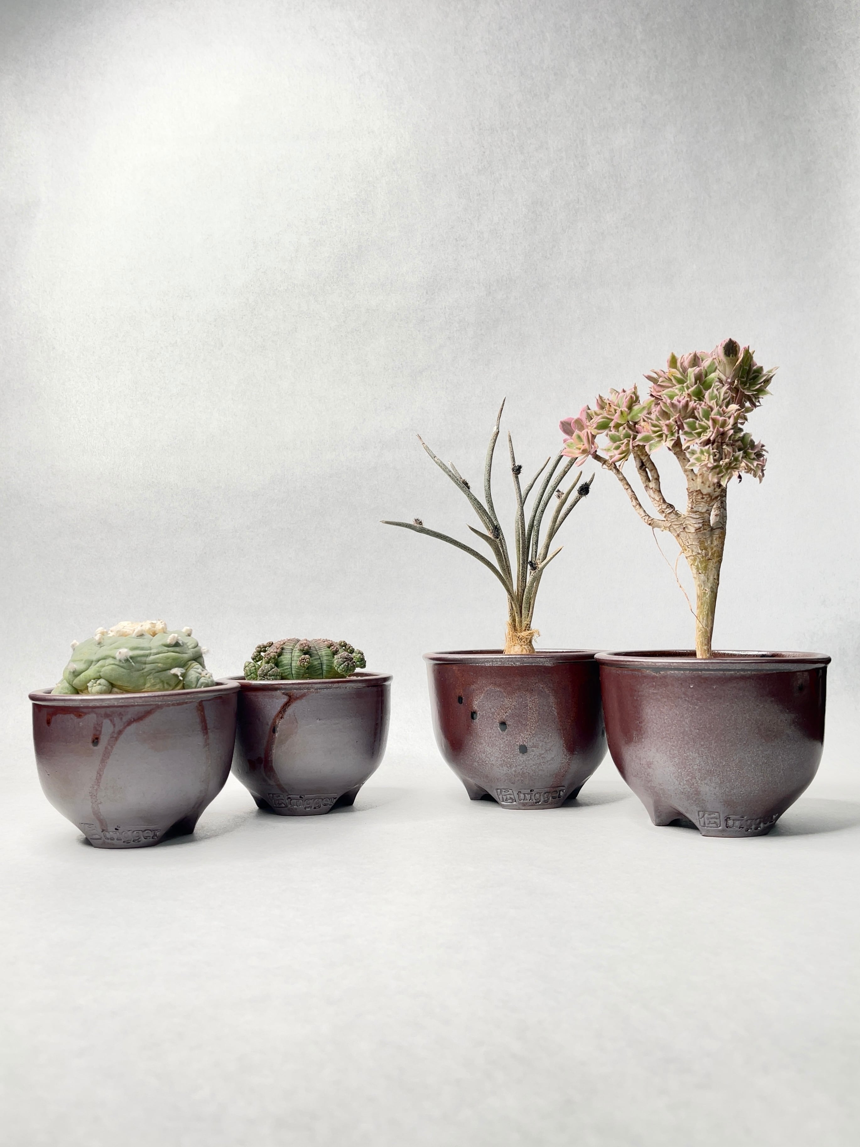 アロエ　メデューサ Yahoo!オークション - ［Pof］Aloe tongaensis 'Medusa' アロエ