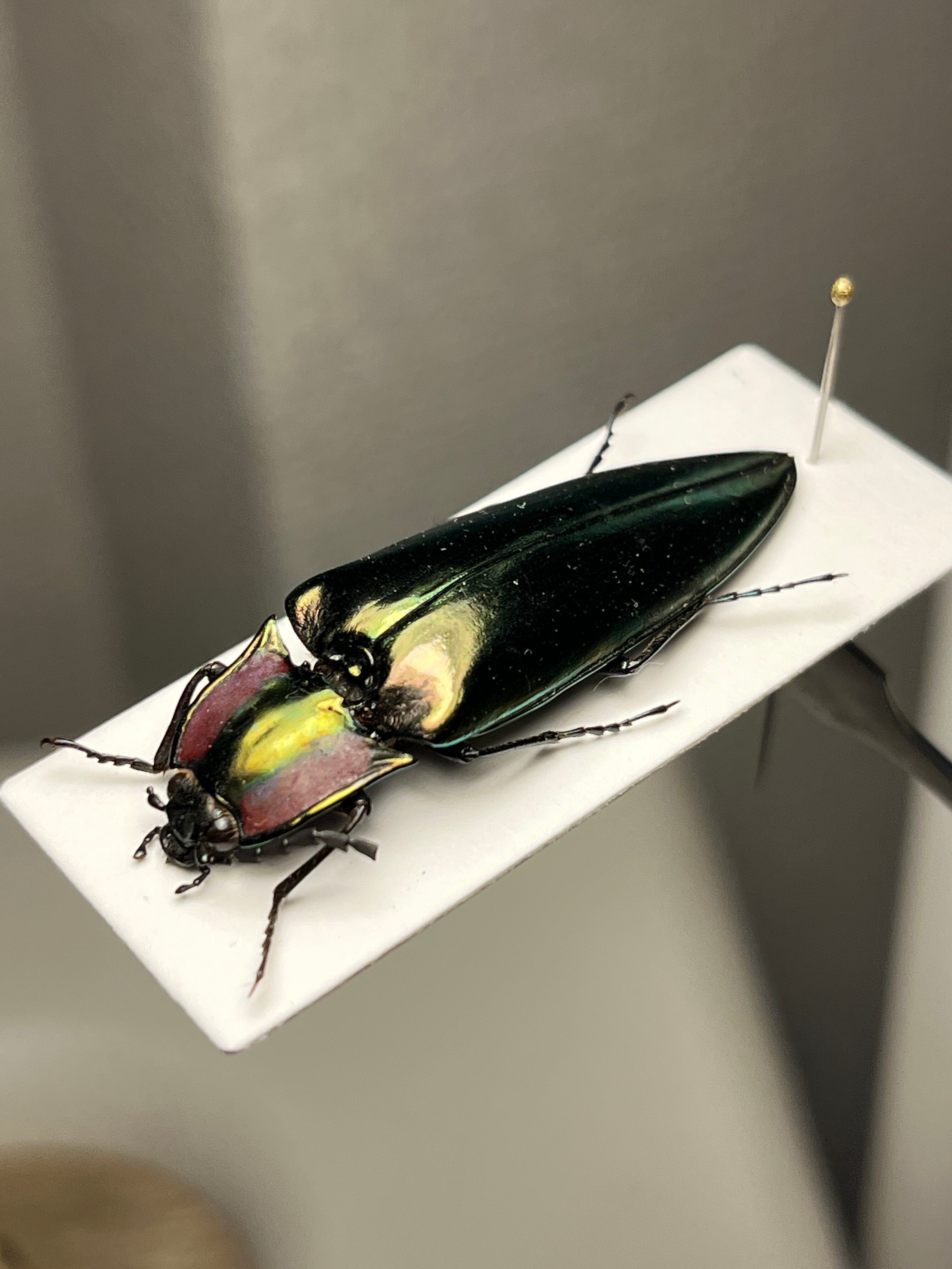 米搗虫 | オモニキチュウ