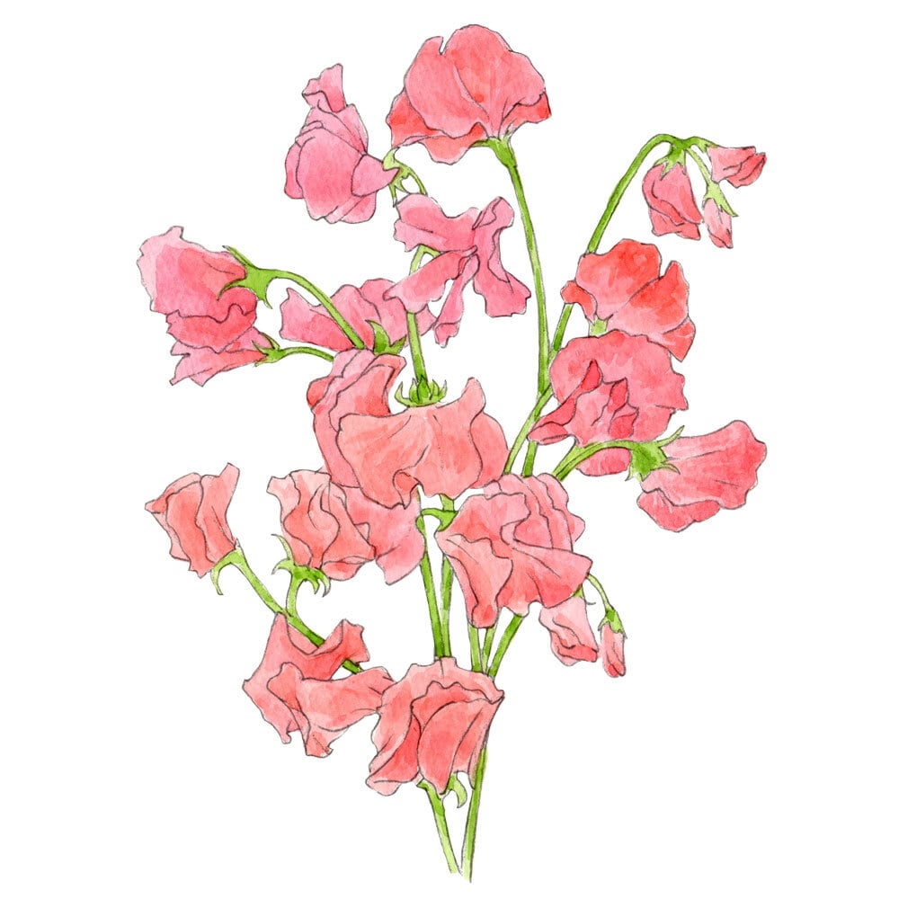 6月9日 スイートピー | 365日の誕生花