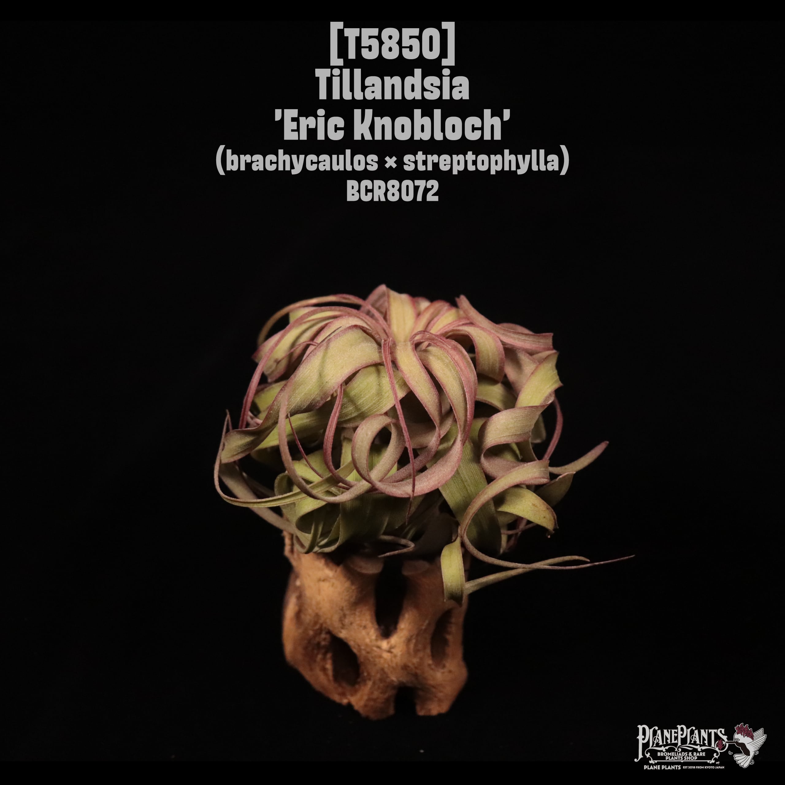 Tillandsia 'Eric Knobloch'〔ティランジア〕T5850