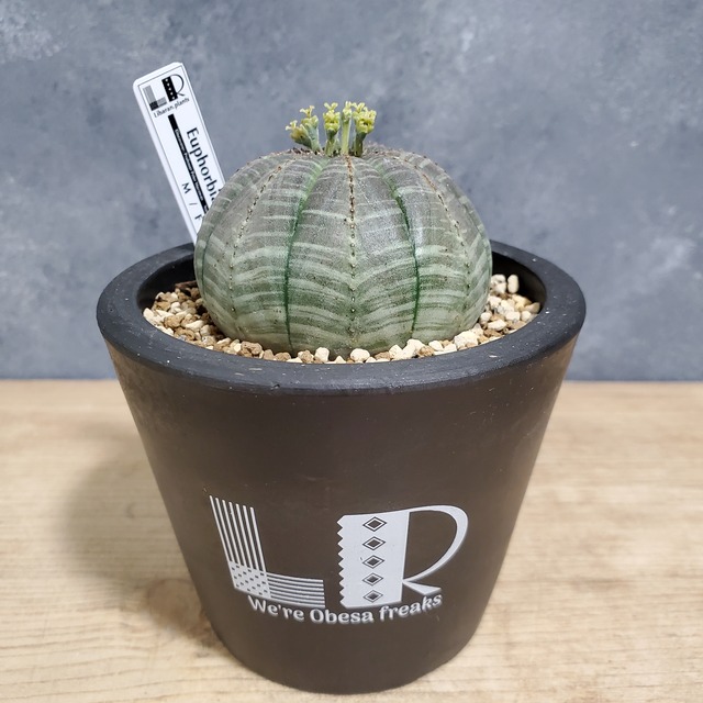【ノーマル】Euphorbia obesa ユーフォルビア オベサ