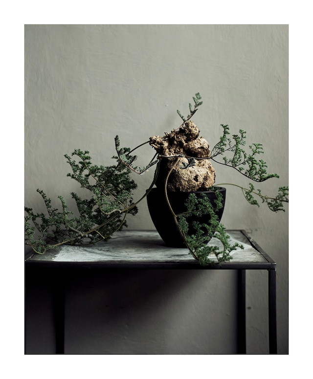 ペラルゴニウムトリステ Pelargonium triste