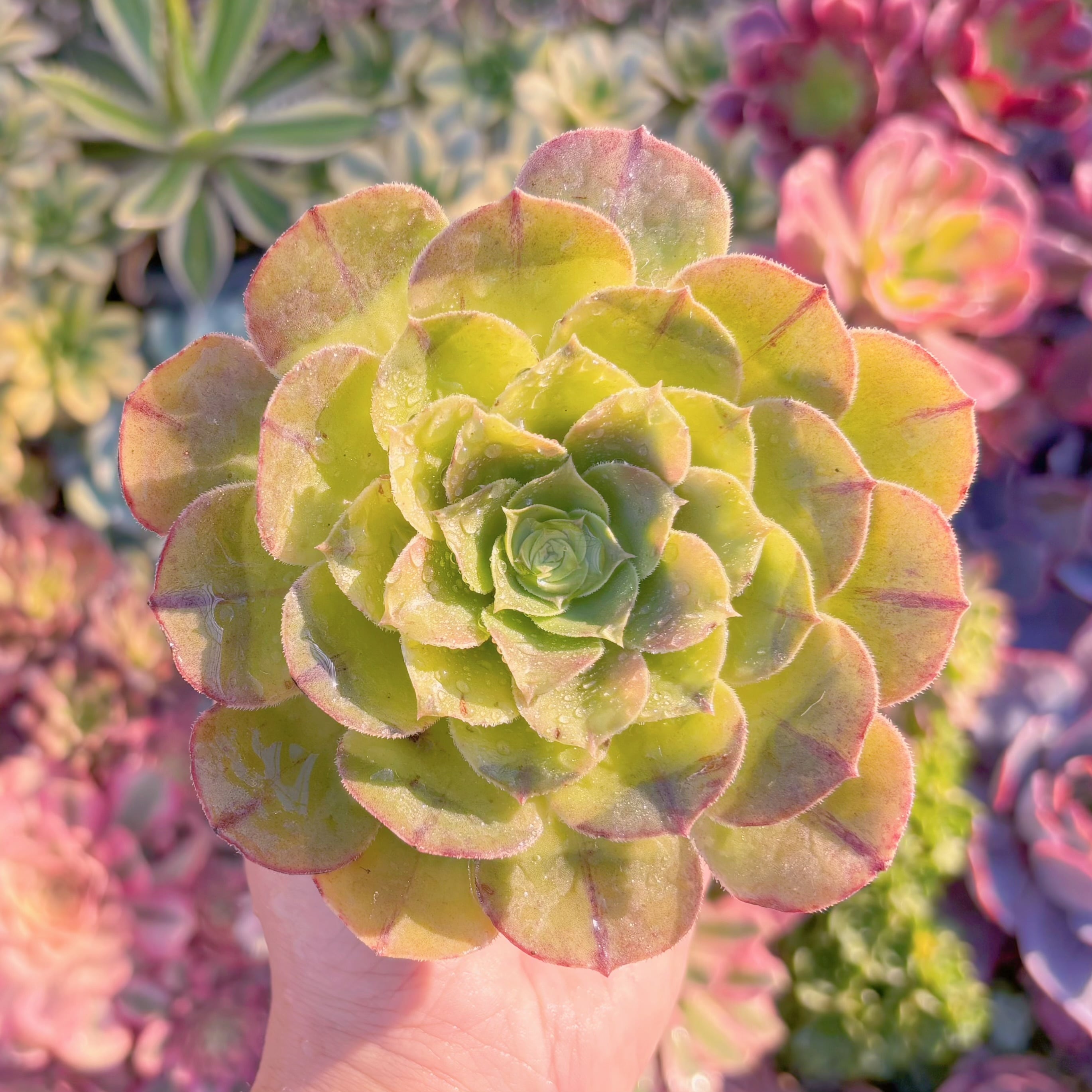 現品　ハロウィン錦#M179　るる農園