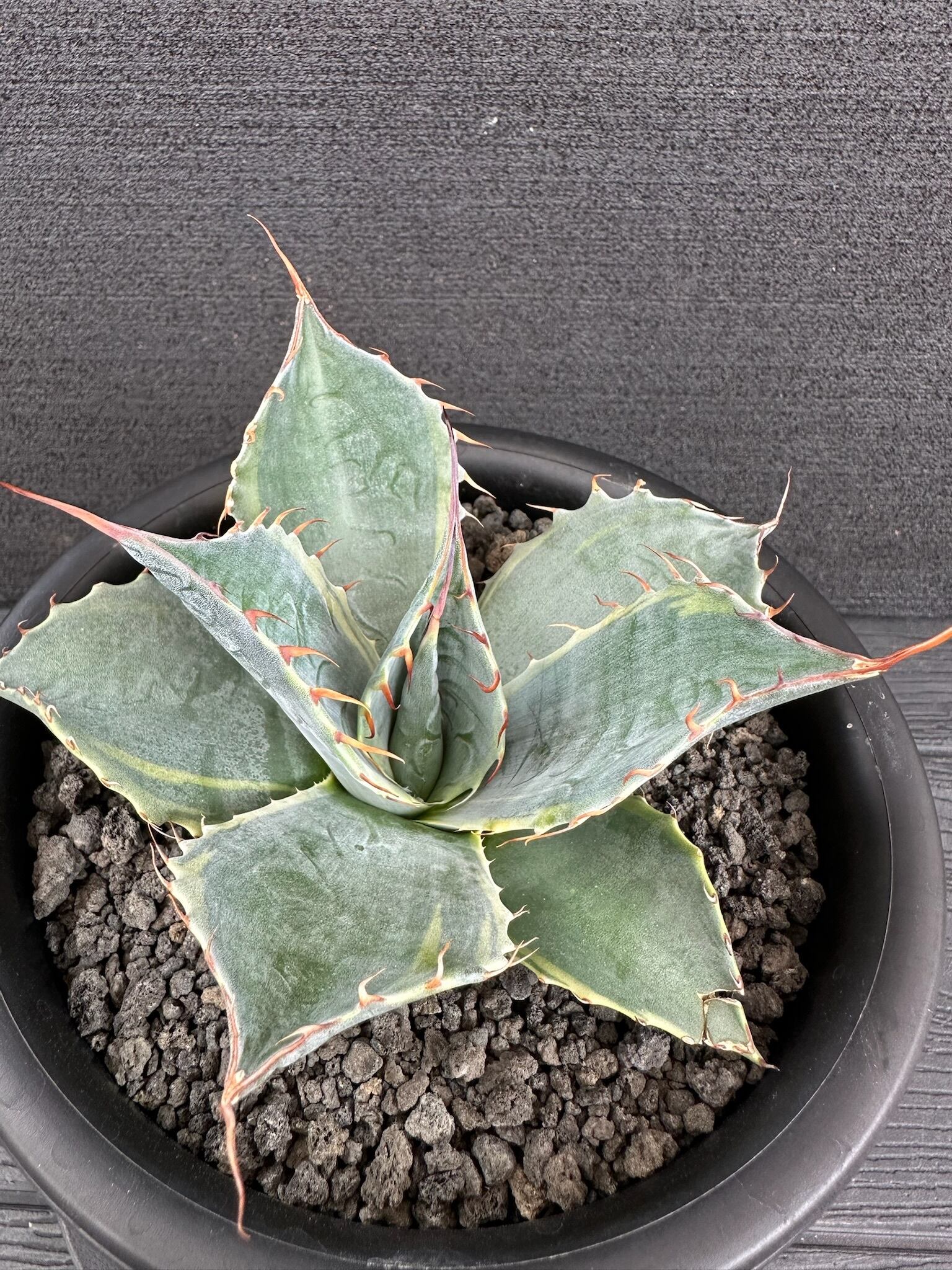 472 アガベ キシロナカンサ 