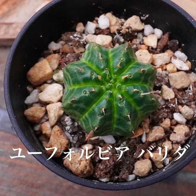 ミニサボテン！【ユーフォルビア　バリダ 3】実生シリーズ　小さな小さなサイズ
