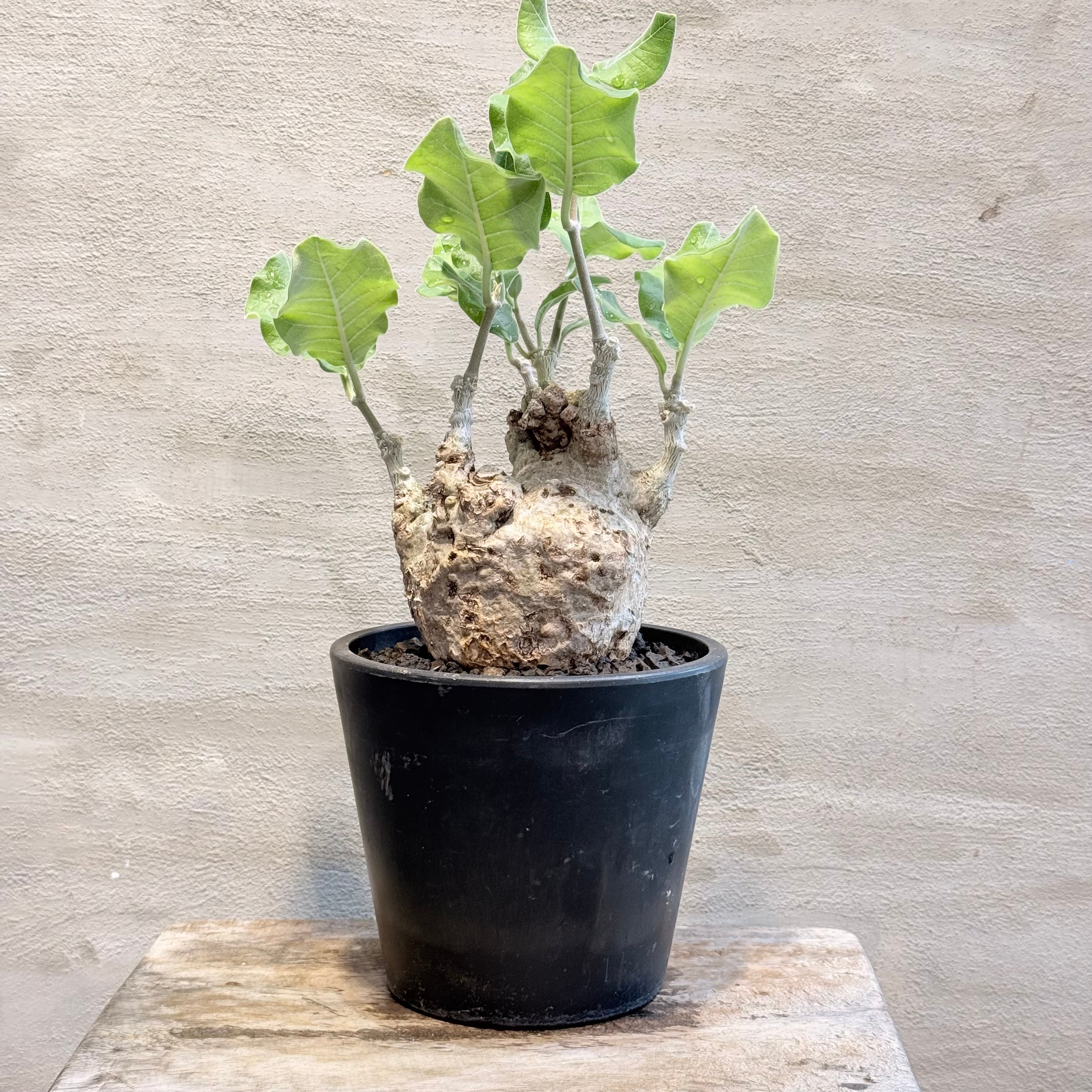Adenia pechuelii① アデニア　ペチュエリー① F61 アデニア ペチュエリー Adenia pechuelii ナミビア産 発根済み