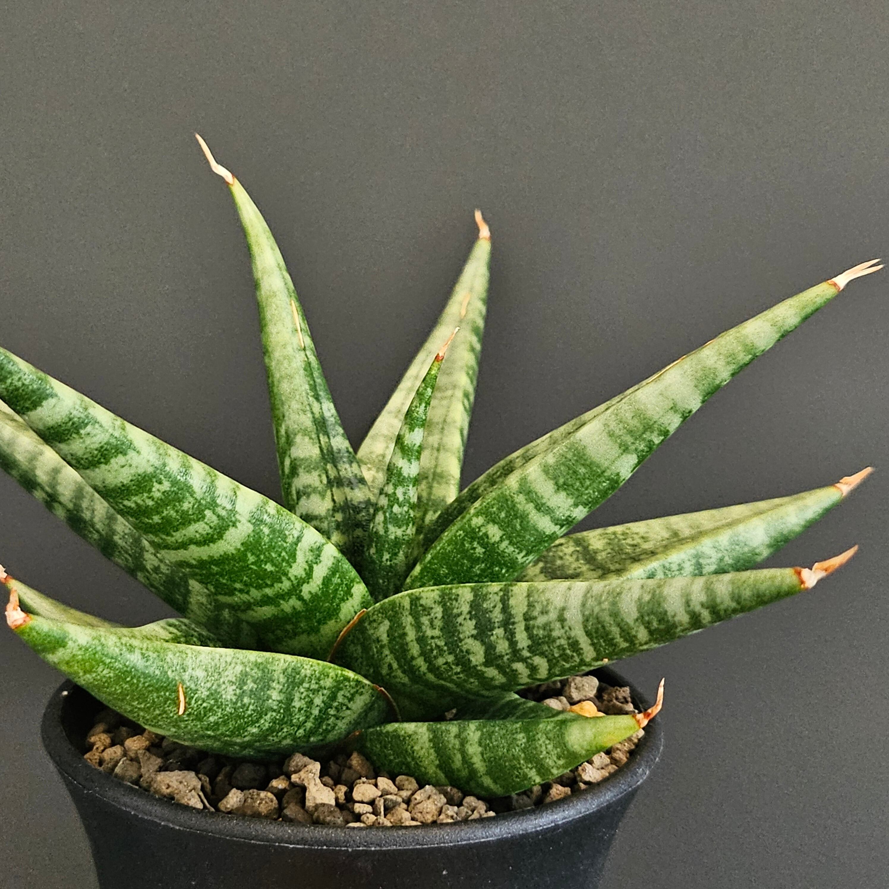 Sansevieria Chanin（サンスベリア チャニン） | Plants Baka