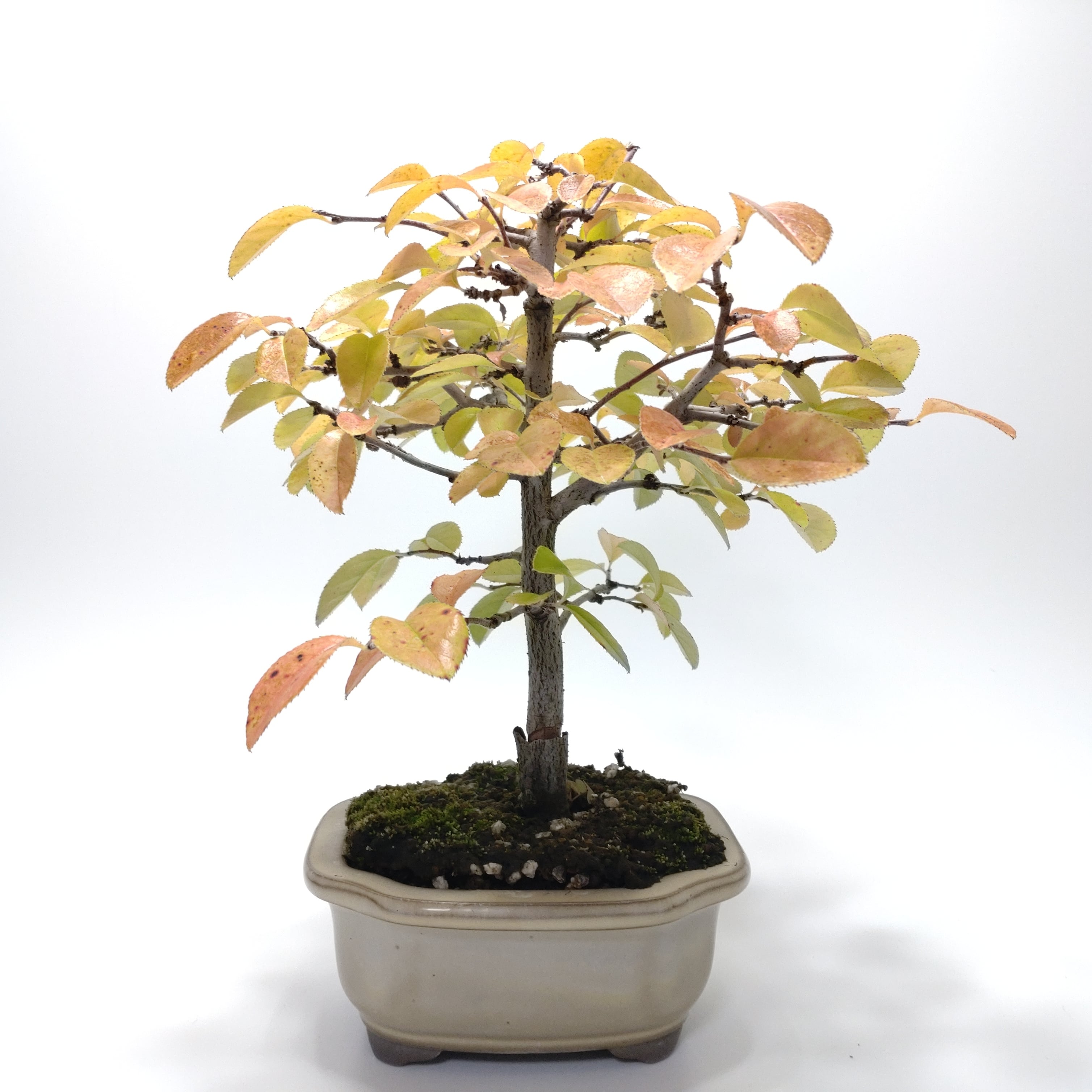 白四手（シロシデ）盆栽 SS003 | 盆栽創【Bonsaisou】