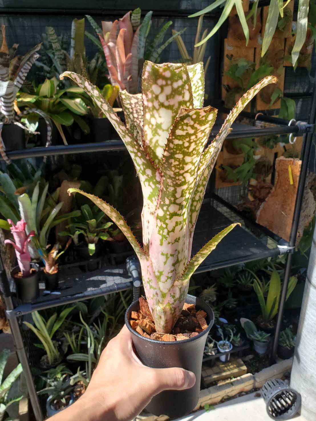 Billbergia kolan apocalyptic【artPLANTs】 ビルベルギア Billbergia kolan apocalyptic【artPLANTs】 ビルベルギア
