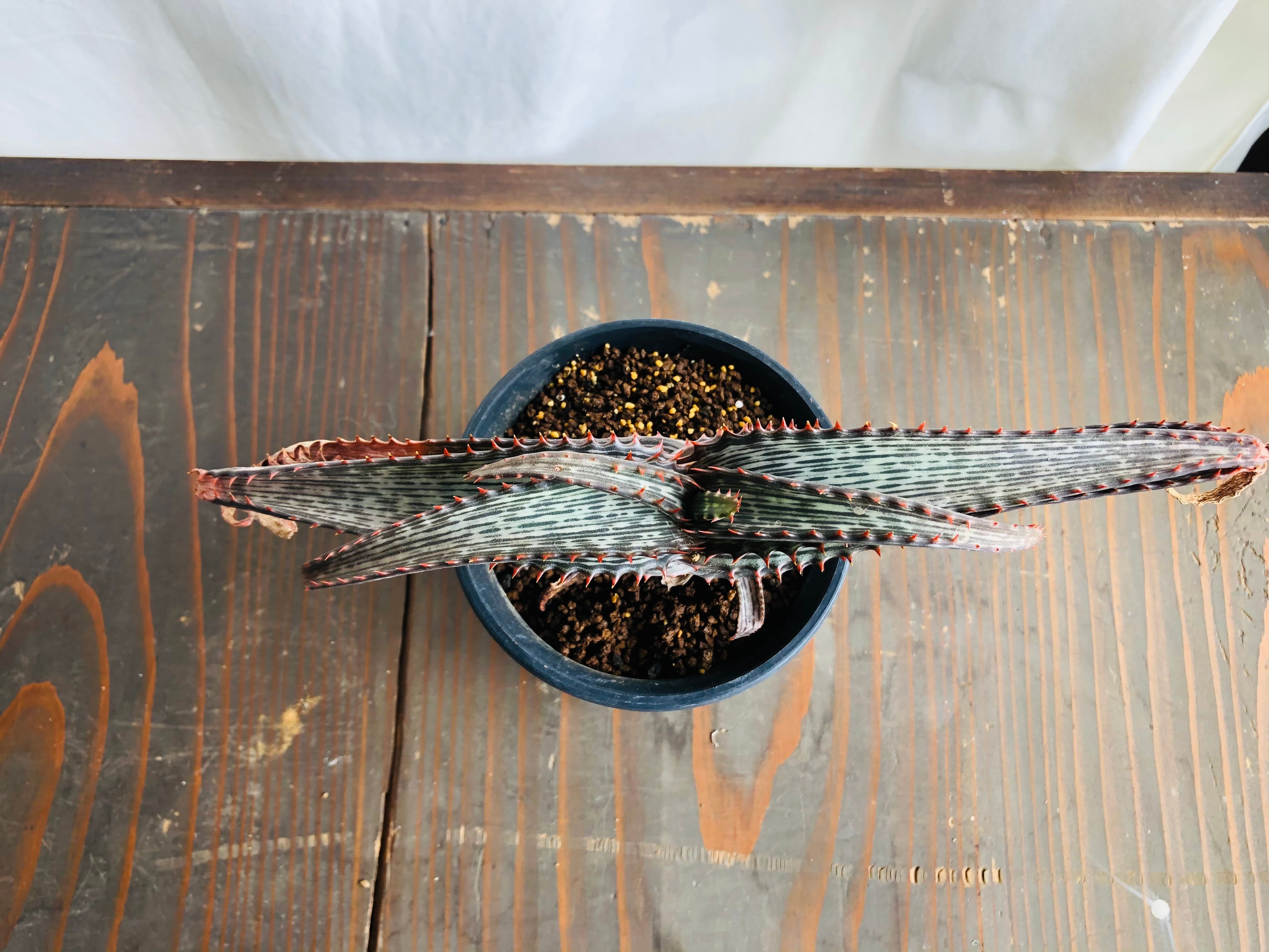 Aloe branddraaiensis アロエ ブランドレイエンシス | plants MARU