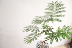 【M】エバーフレッシュ 曲げ木/Pithecellobium confertum ever fresh ※ガラス鉢付き