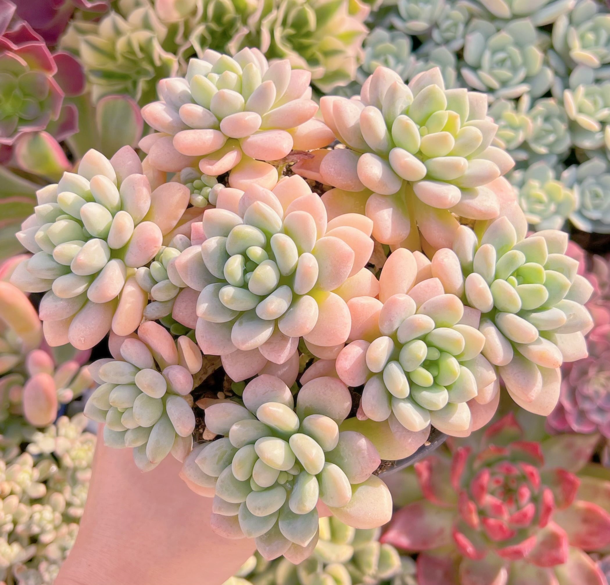 現品　ストロベリーミルク#724   特特大群生　るる農園