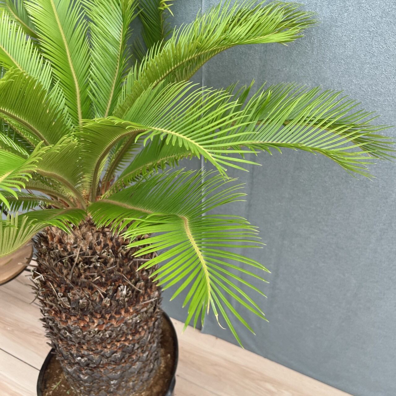 現品］☆おすすめ☆ 50番 ソテツ 10号 観葉植物 大型 屋外 綺麗 幹太