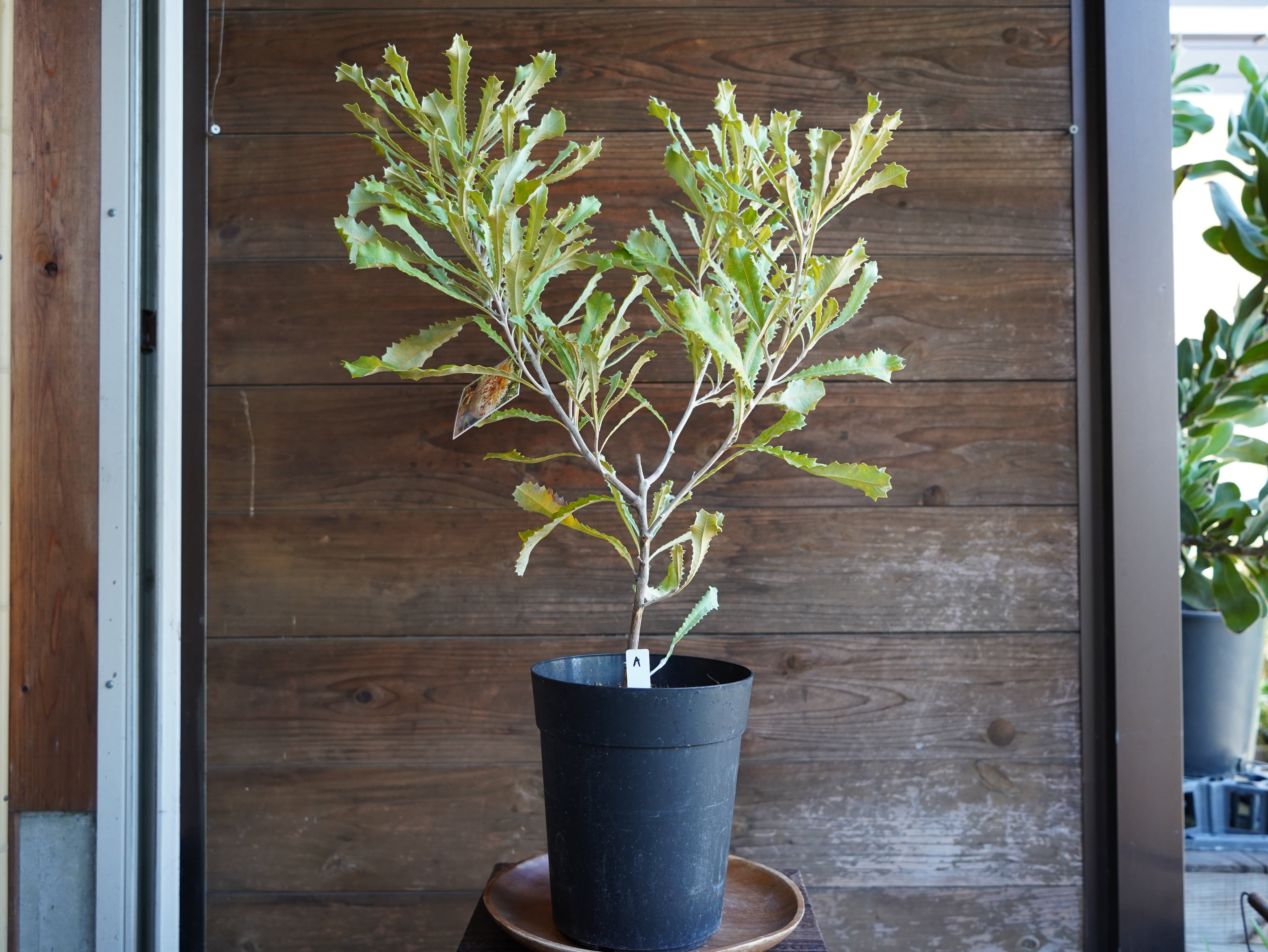 【現物】バンクシア　”バウエリ”　A