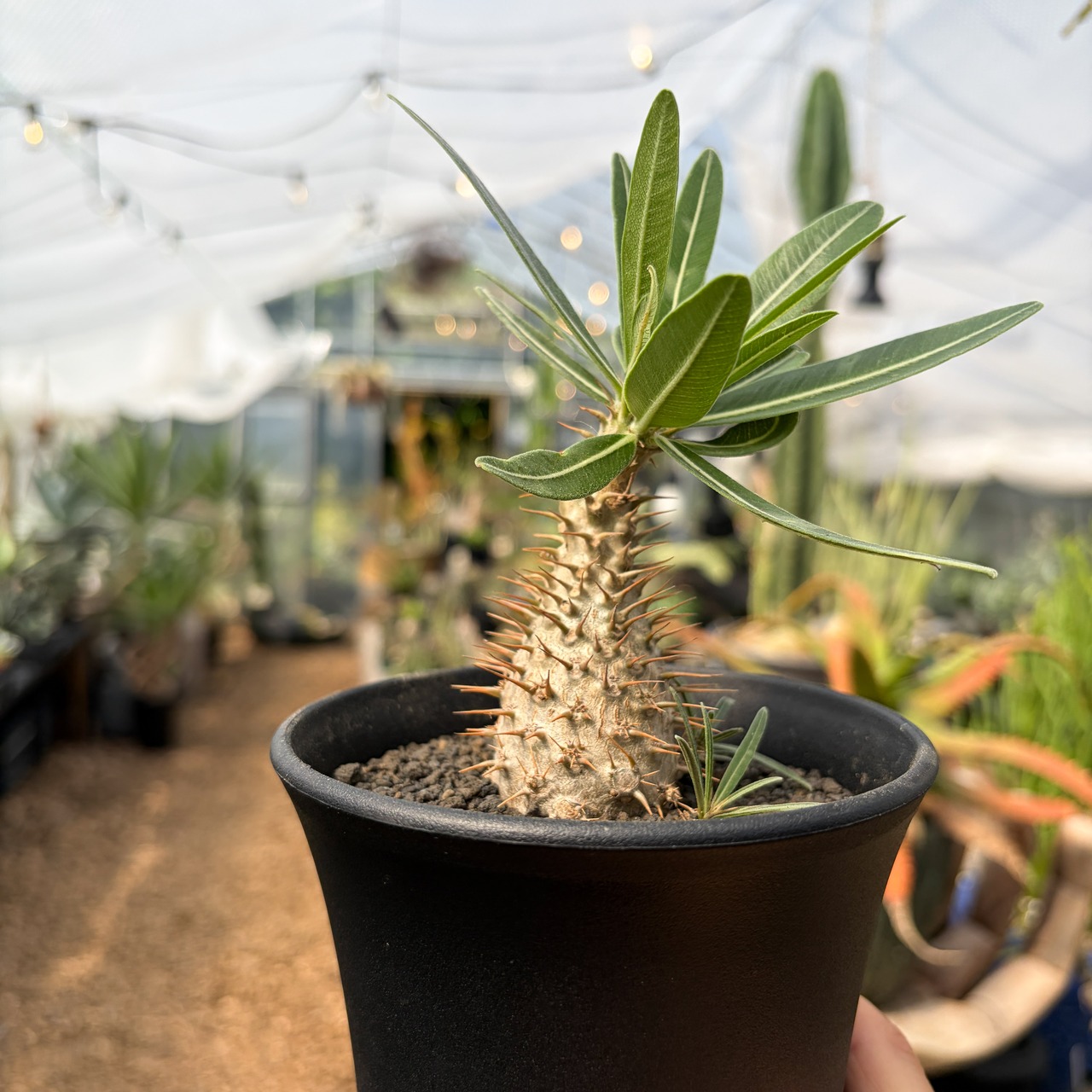 Pachypodium Gracilius【パキポディウム・グラキリス・実生】