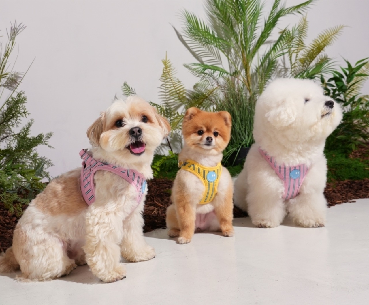 【PUPPYGALLERY公式】ストライプデイジーハーネス L-XL