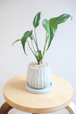 【S】モンステラ バールマルクスフレーム/Monstera