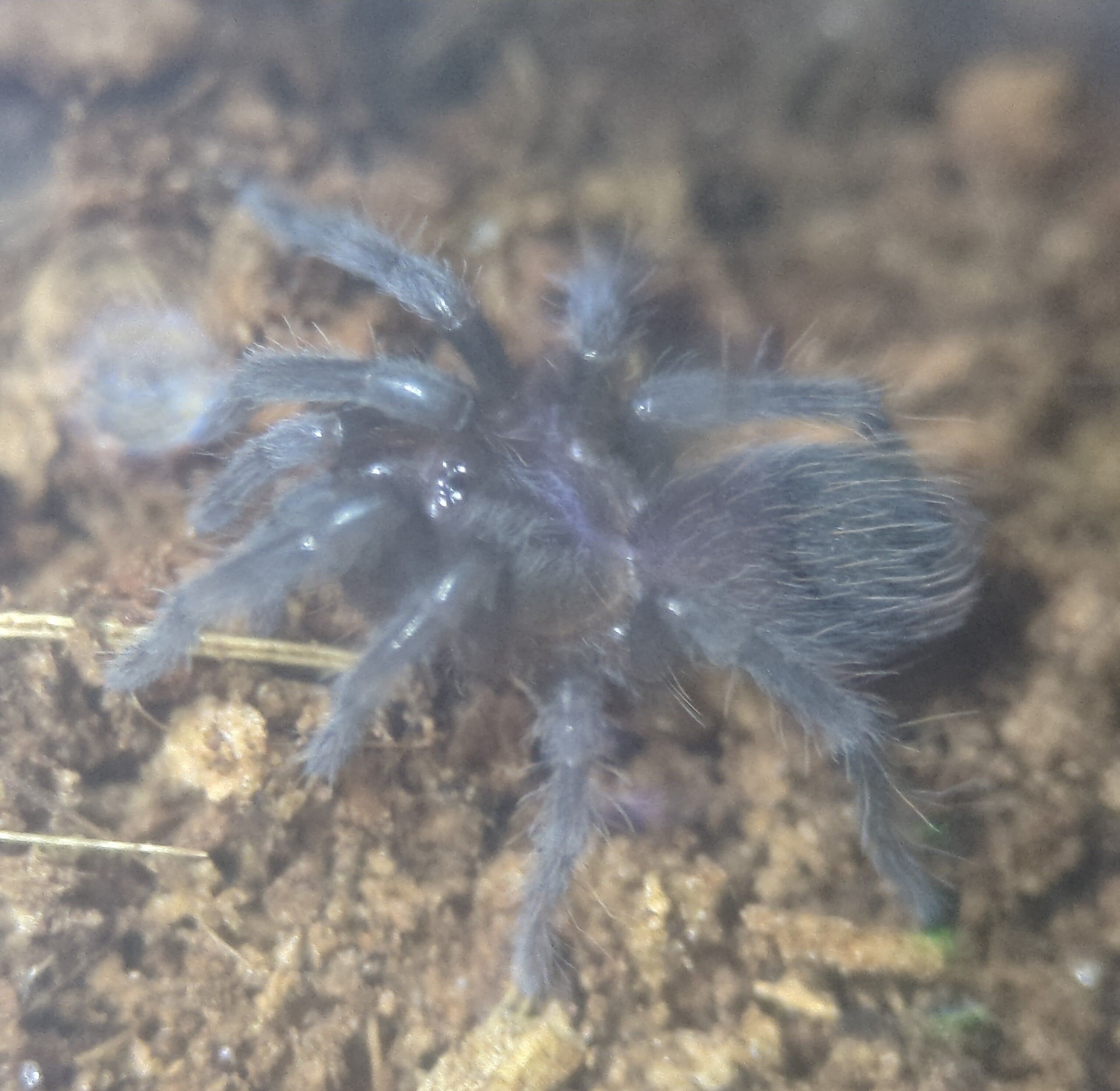 メキシカンレッドランプ ベビー(約10mm程) | ワラダンキングダム