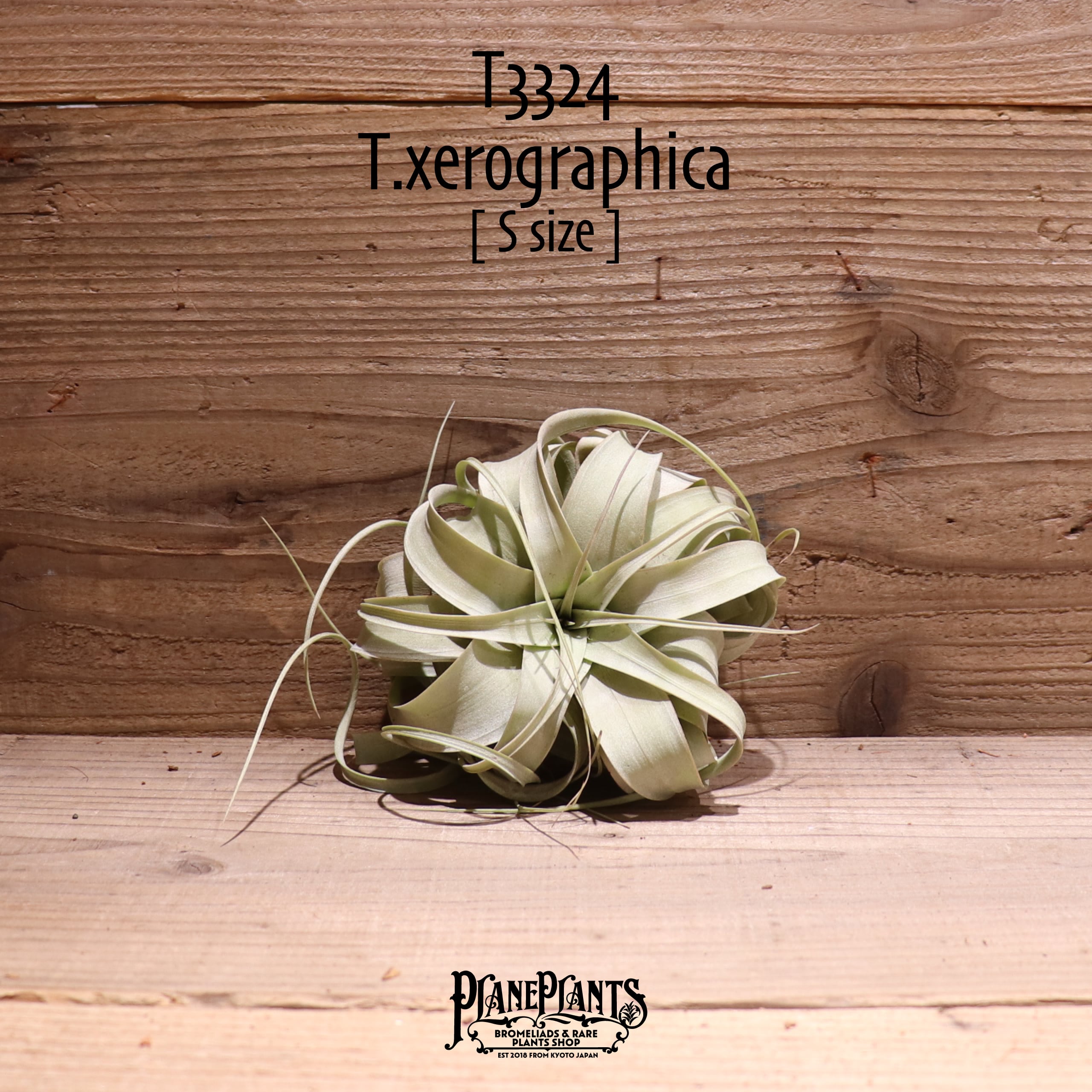 【送料無料】キセログラフィカ S〔エアプランツ〕現品発送T3324