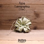 【送料無料】キセログラフィカ S〔エアプランツ〕現品発送T3324