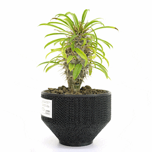 パキポディウム・ラメリー(Lot.001～003)Pachypodium lamerei