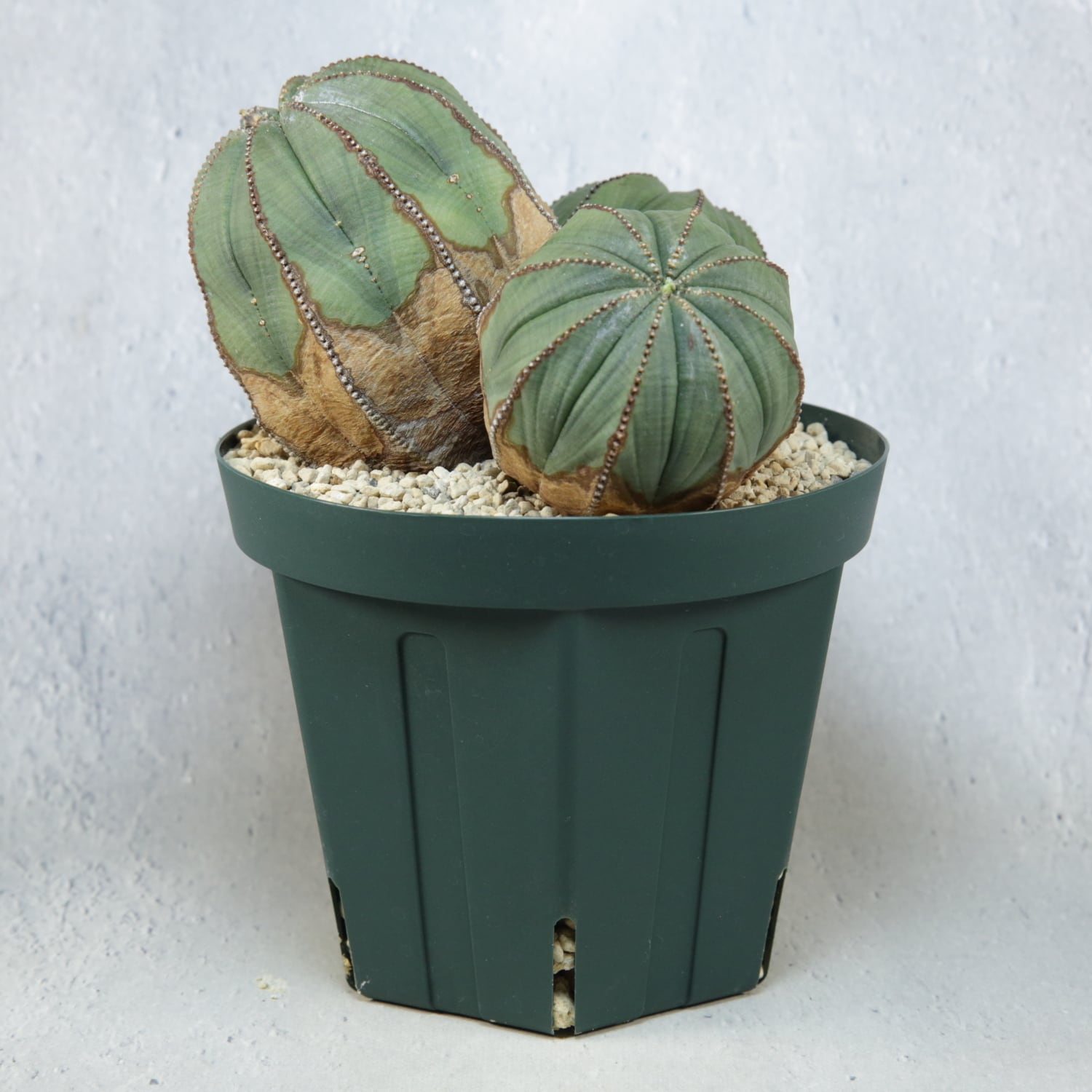 メス株【超厳選株】超大株 最大幅約 13.5cm トリプルヘッド オベサ