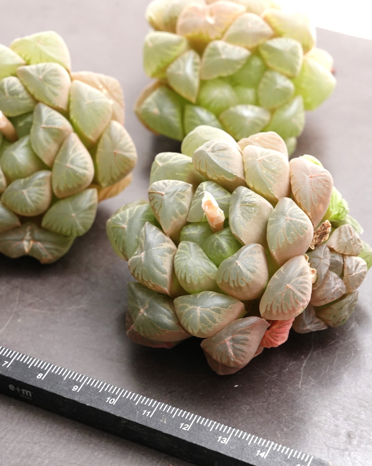 カット苗 ハオルチア 玉露 Haworthia 'Gyokuro'