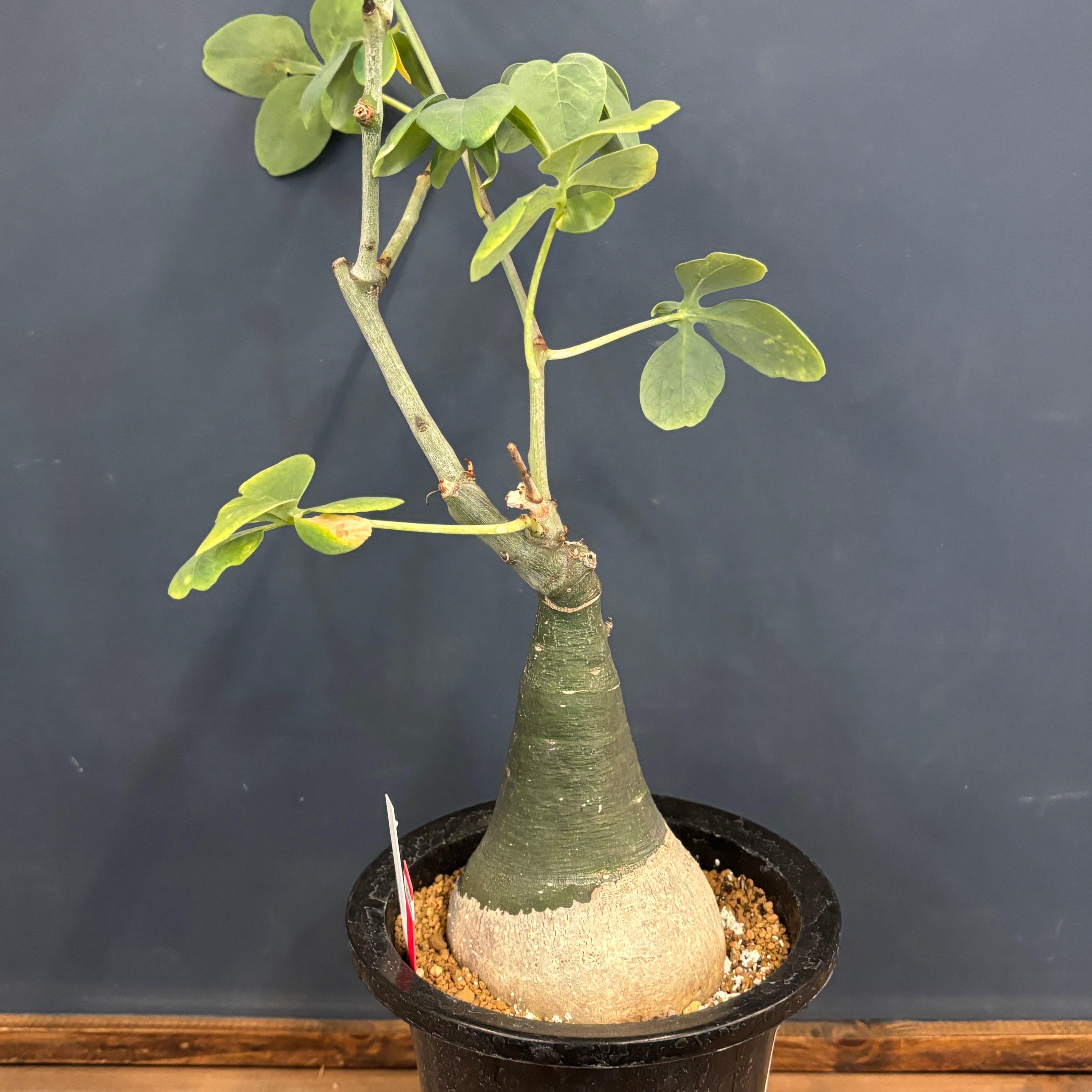 クリアランス】アデニア グラウカ【1012】 | PROTOLEAF プロトリーフ