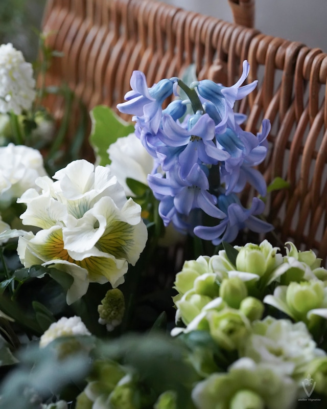 ヒアシンス 「空色」 １球植え　