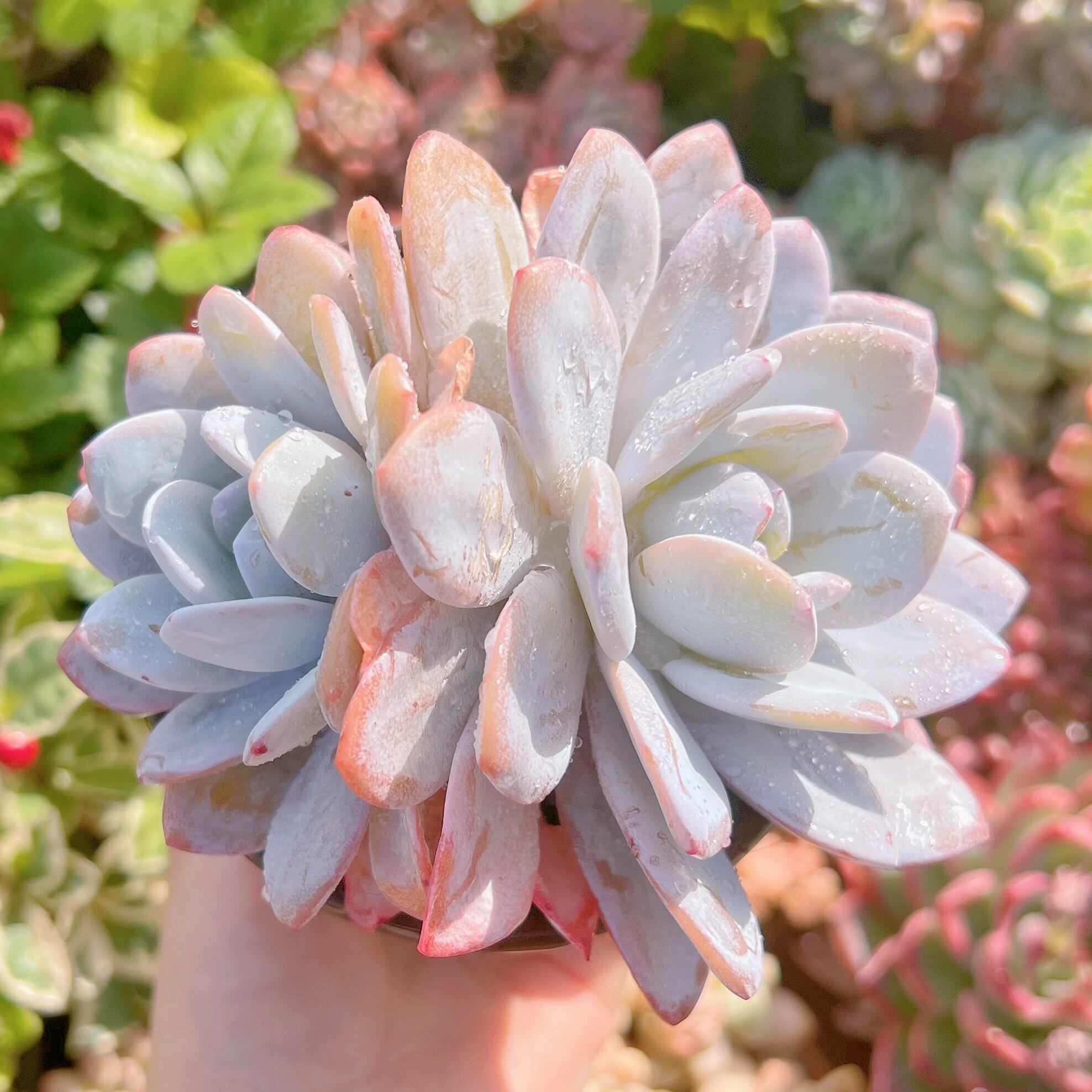 現品　ピンクラウイ#778　群生　るる農園