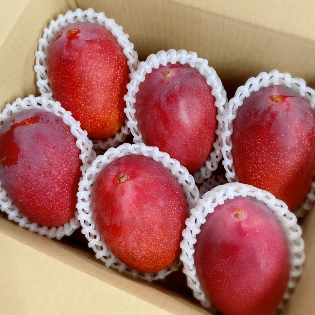完熟マンゴー 5,6玉 1.5kg バラ詰め | AKAIKE FARM