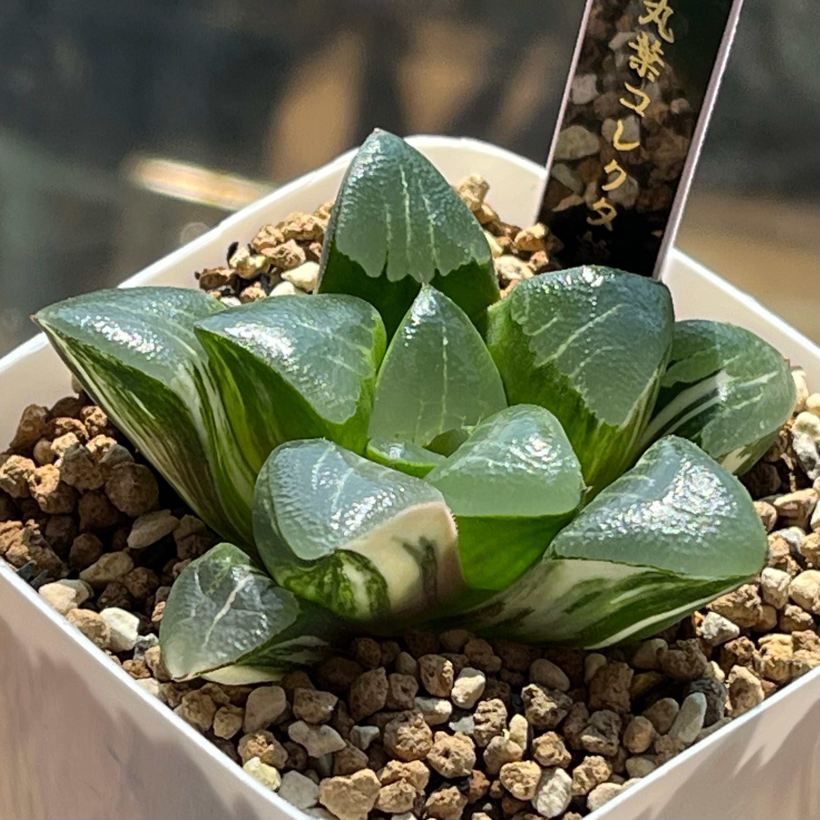 錦 | mocono_plants
