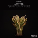 【送料無料】Neoregelia 'Little Rascal'〔ネオレゲリア〕現品発送N0423