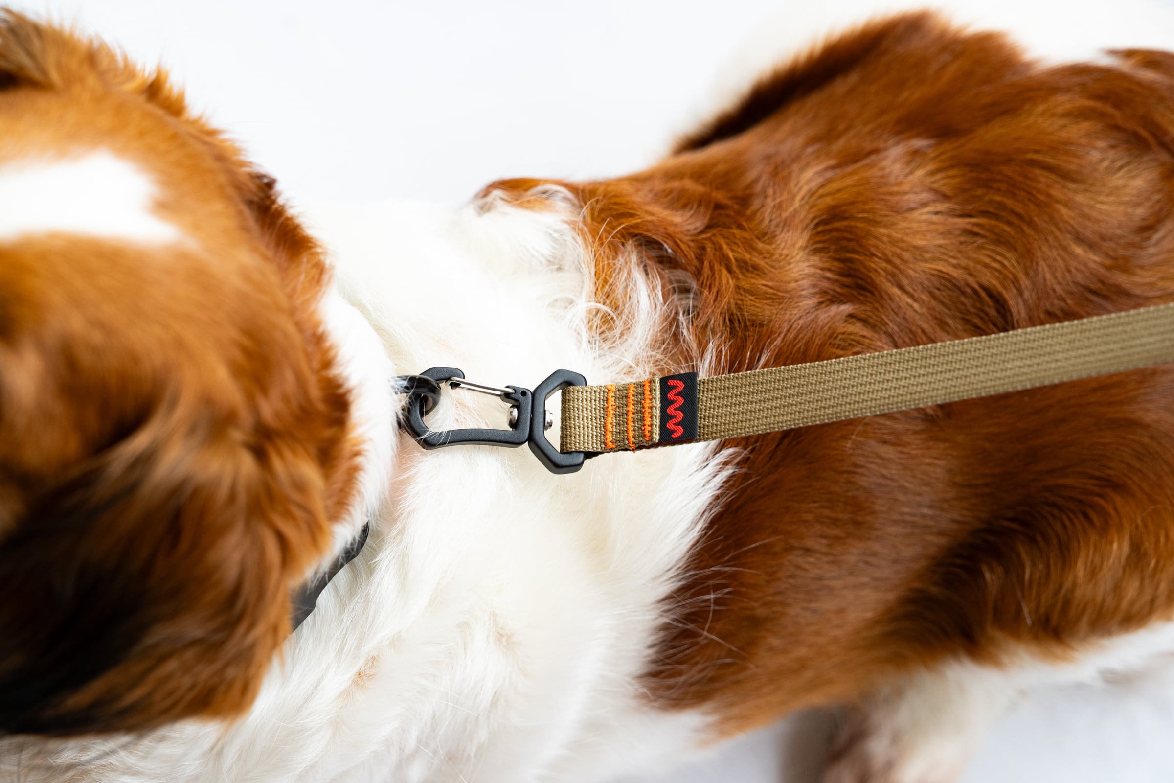 Sky dog trail leash | JINDAIJI MOUNTAIN WORKS